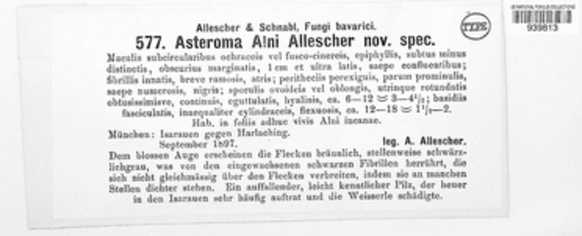 Asteroma alni image